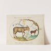 A Donkey and a Mule (1575-1590) by Joris Hoefnagel