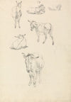 A Donkey, Six Studies; Lying, Walking, Standing, Sitting