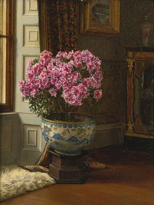 A Double Pink Azalea