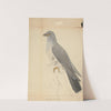 A Dove by James Sowerby