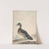 A Duck (1725–92) by Aert Schouman