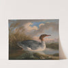 A Dun Diver (Goosander) by Robert Wilkinson Padley