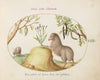 A Fat-Tailed Sheep, a Sheep with a Long Tail, a ‘Cassia purgatrix,’and Other Plants (1575-1590)