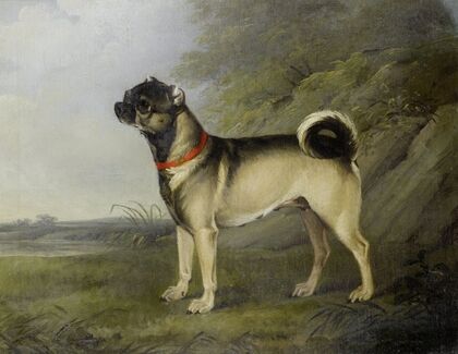 A Favourite Pug Bitch