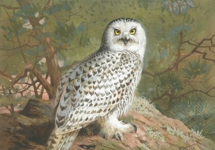 A Female Snowy Owl (1889)