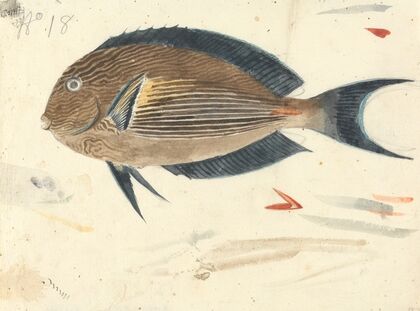 A Fish