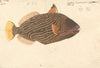 A Fish