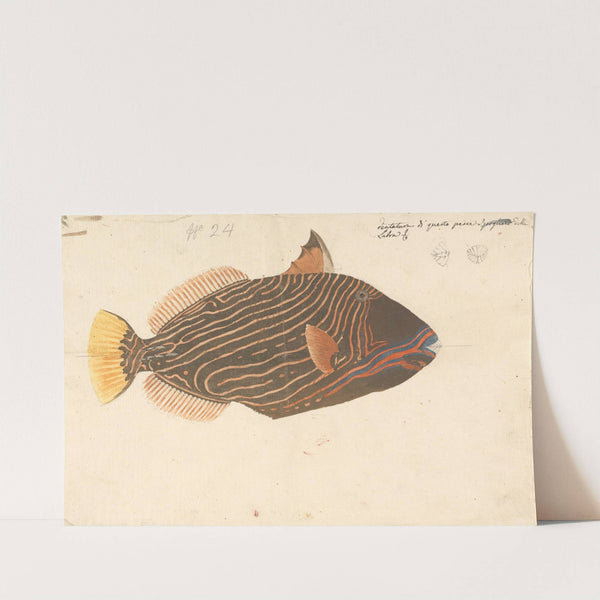 A Fish by Luigi Balugani