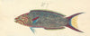 A Fish