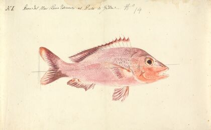 A Fish from the Red Sea