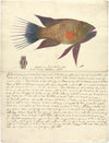 A Fish from the Red Sea