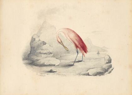 A flamingo