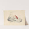 A flamingo by Edward Lear