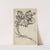 A Foliage Ornament by Martin Schongauer