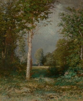 A Forest Glade