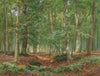 A Forest Glade