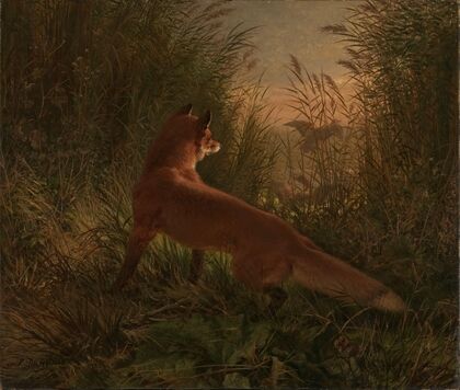 A Fox