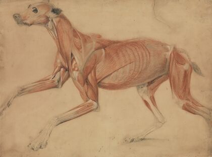 A Full Size Écorché Study of a Hound