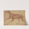 A Full Size Écorché Study of a Hound by Charles Landseer