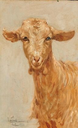 A goat