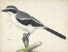 A Great Grey Shrike