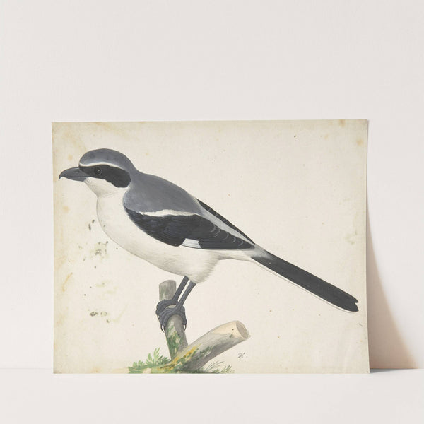 A Great Grey Shrike by Pieter Holsteyn II