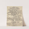 A Great Oak Tree by John Constable