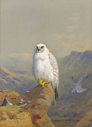 A Greenland falcon on a rocky outcrop (1913)