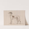 A Greyhound, Facing Left by James Seymour