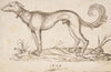 A Greyhound in Profile Facing Left