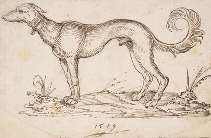 A Greyhound in Profile Facing Left