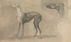 A Greyhound