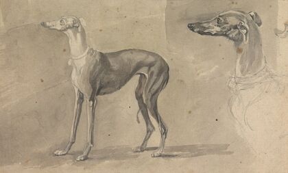 A Greyhound