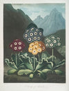 A Group Of Auriculas