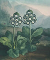 A group of auriculas.