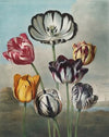 A group of tulips