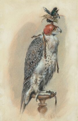 A Gyrfalcon, hooded (1871)