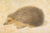 A Hedgehog (Erinaceus roumanicus)