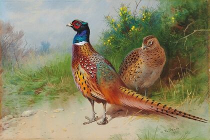 A hen and cock pheasant by gorse (1926)