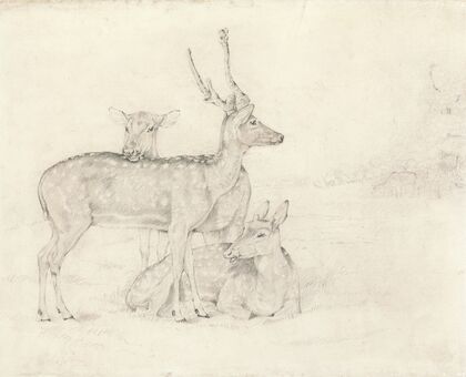 A Herd of Deer Grazing in a Park