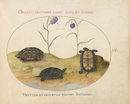 A Hermann’s or Greek Tortoise, Two European Pond Turtles, and Two Fritillaria (1575-1590)