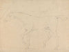 A Horse