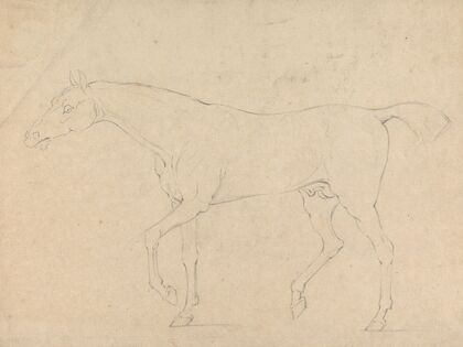 A Horse