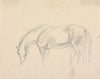 A Horse Grazing
