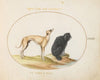 A Hound and a Water Spaniel (1575-1590)