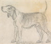 A Hound Facing Left