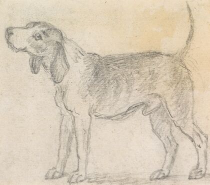 A Hound Facing Left