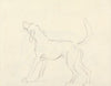 A Hound with head up