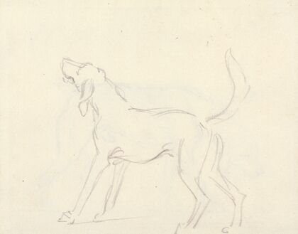 A Hound with head up