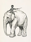 A hundred anecdotes of animals pl 002